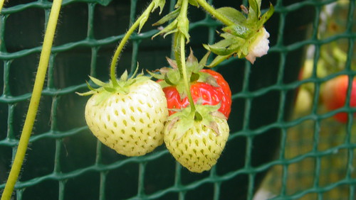 Strawberry-Original