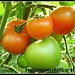 tomato • <a style="font-size:0.8em;" href="http://www.flickr.com/photos/50822493@N02/4709144291/" target="_blank">View on Flickr</a>