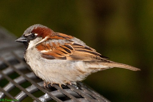 Fat Sparrow | Flickr - Photo Sharing!