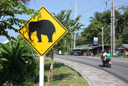 Elephants Crossing in Phuket