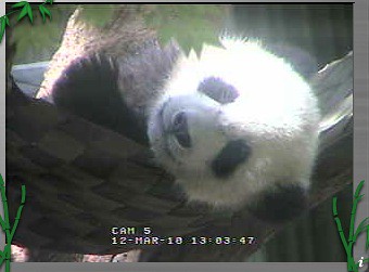 Panda hammock
