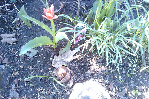 Nice tulip, dug up and mangled bulb.
