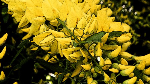 Laburnum Tree Flowers - Altered Image