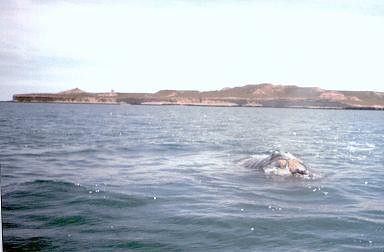 Southern Right Whale ... BALLENA FRANCA AUSTRAL  (Eubalaena australis) ~ Original = (1920 x 1256)