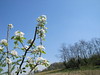 Primavera, 19.04.010, 2