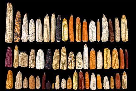 Maize Diversity Line-up