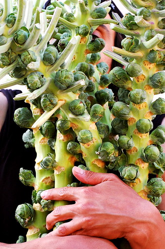 eat your brussels sprouts