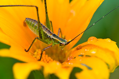 189/365 My First Bug Macro!