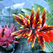 Amy Ta: Spiky Flower