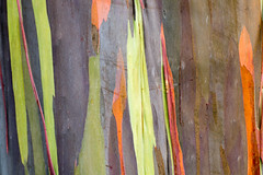 Stries colorées...