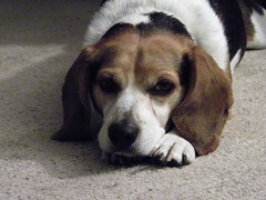 35/365/765 (July 16, 2010) - Tired Flapjack