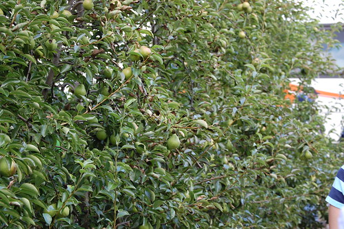 High density pears