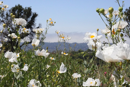 Flickriver Most Interesting Photos From Santa Barbara Botanic
