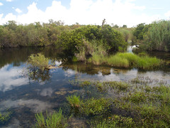Florida - Everglades • <a style="font-size:0.8em;" href="https://www.flickr.com/photos/21727040@N00/4911179405/" target="_blank">View on Flickr</a>
