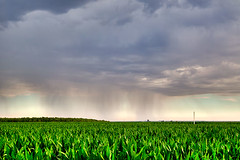 Day 142: Summer Thunderstorm