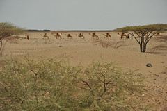 6b. Back to camel trains in the desert