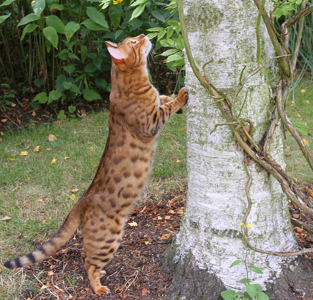 Daniel an F3 Bengal cat outside and barely supervised