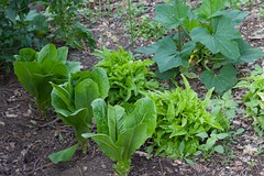 Anglų lietuvių žodynas. Žodis garden lettuce reiškia sodo salotos lietuviškai.