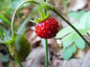 Photo: Wild Strawberry