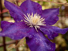 Clematis