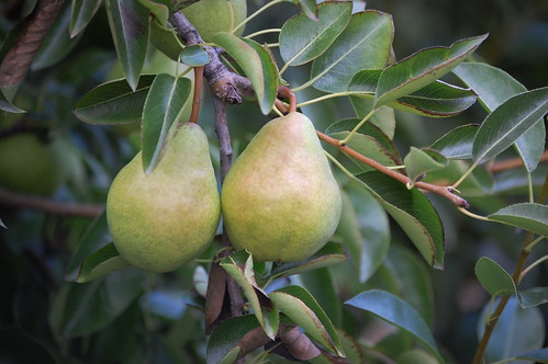 Pears plantted in high density