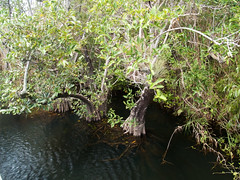 Florida - Everglades • <a style="font-size:0.8em;" href="https://www.flickr.com/photos/21727040@N00/4920728638/" target="_blank">View on Flickr</a>