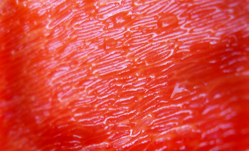 Pimiento rojo 07 • <a style="font-size:0.8em;" href="http://www.flickr.com/photos/30735181@N00/5450952291/" target="_blank">View on Flickr</a>