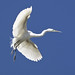 Egret birds - South Norfolk rookery - Virginia