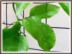 A 2-lobed leaf of a purple Passiflora vine in our garden