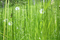 July 4, 2010; 185/365--Green