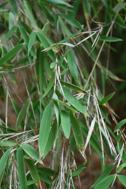 Photo: Pseudosasa japonica