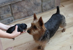 puppy meets Gabby