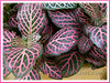 Fittonia albivenis or F. verschaffeltii (Mosaic Plant, Nerve Plant, Painted/Silver Net Leaf, Silver Fittonia/Nerve/Threads, Snakeskinplant): unidentified cultivar with dark-green pink-veined leaves