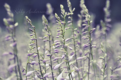 “The greatest treasures are those invisible to the eye but found by the heart.”