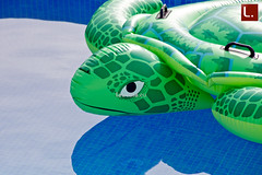 10.150 The pool turtle