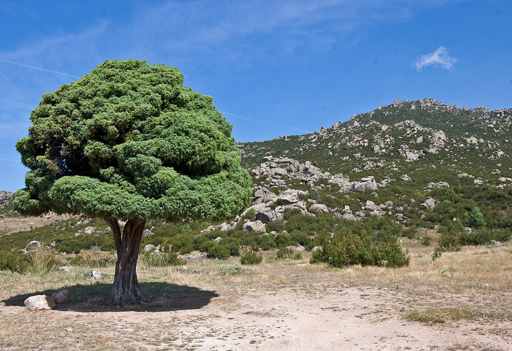 El árbol que absorbe la vitalidad del suelo