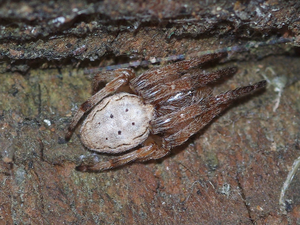 reversible octopus spider