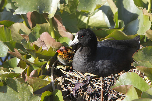 Newly hatched American Coot chick with Mum.....1 of 4