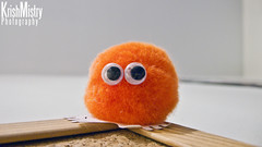 365 Project (214/365) An Orange Fluffy Thing With Googly Eyes