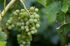 Anglų lietuvių žodynas. Žodis grape reiškia n vynuogė lietuviškai.
