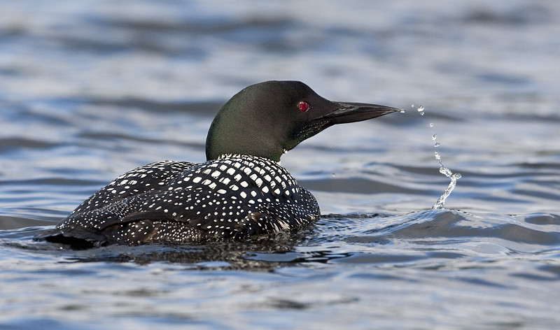 Loons, the Last Installment for this Year
