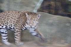 Pacing Leopard at Lincoln Park Zoo
