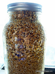 Sprouted Wheat