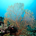 taylor reef coral