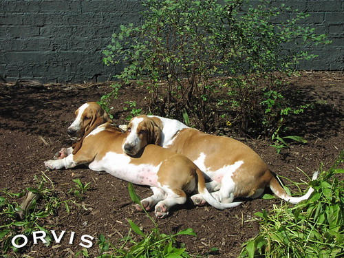 Orvis Cover Dog Contest - Lucy and Ethel