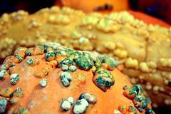 Pumpkin Closeup