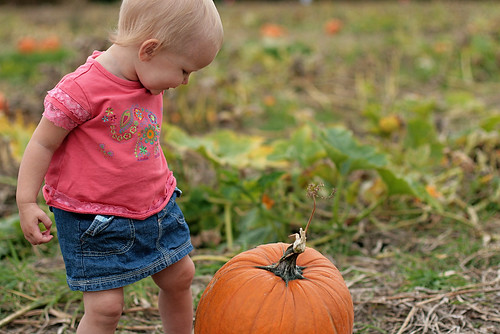pumpkin patch 2010
