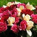 peach-pink-red-roses-dsc03730-dwp