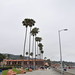 San Diego - Palm trees