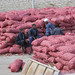 Ferry labourers sitting on bags of onions... a lot of onions!